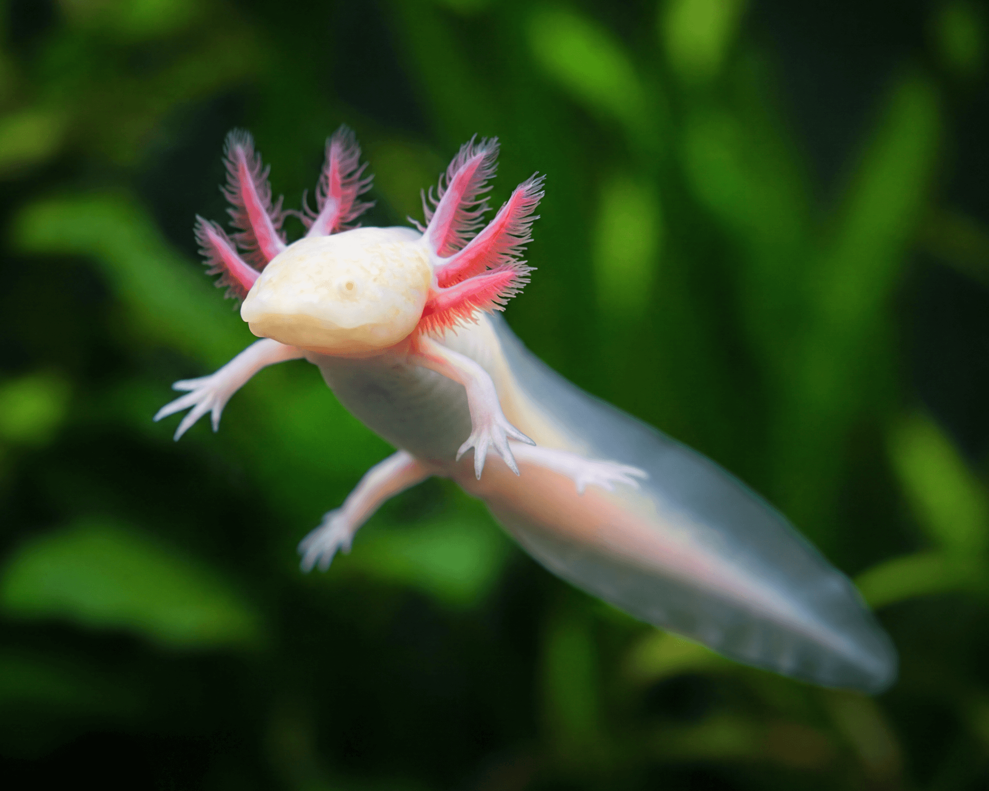 Ambystoma mexicanum (Albino Axolotl)